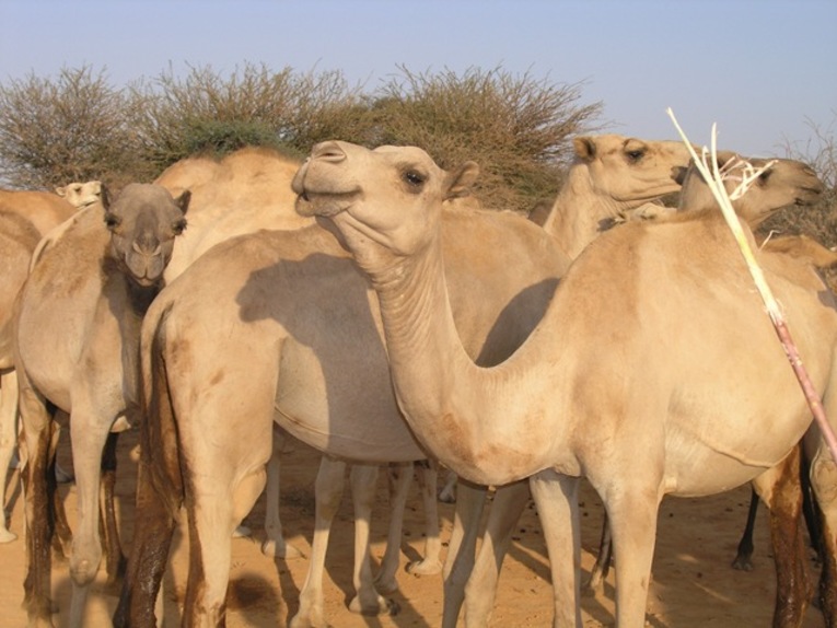 Camel Herders' Ministry
