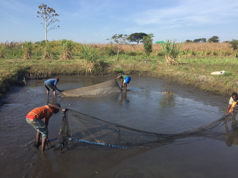 Central Africa Farming