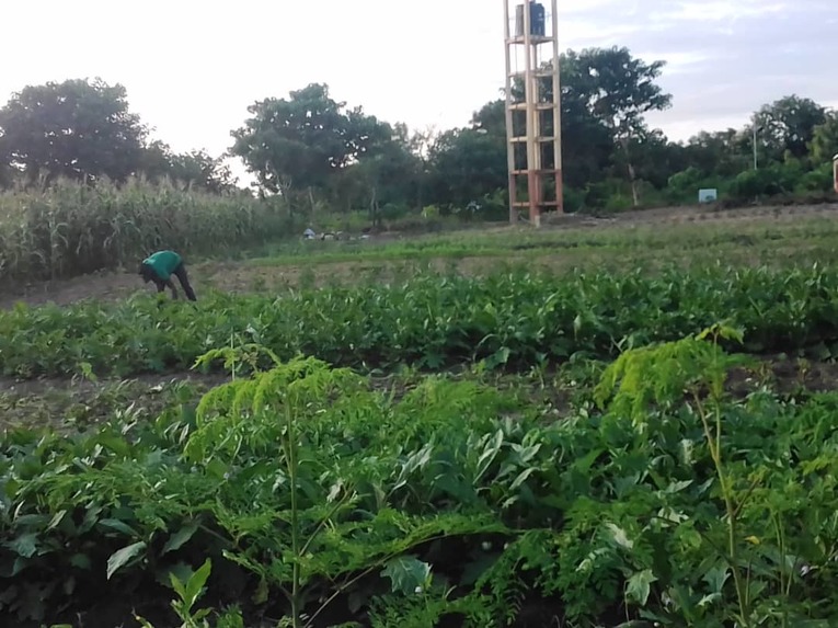 Niger Agriculture Project - Kantchari